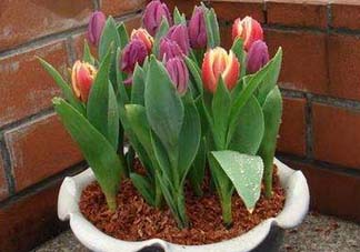 五月份種什么花？5月份適合種什么花？