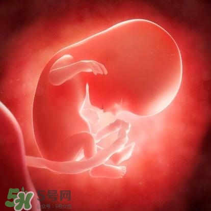 胎兒在媽媽肚子里都會(huì)干啥？胎兒的神奇世界