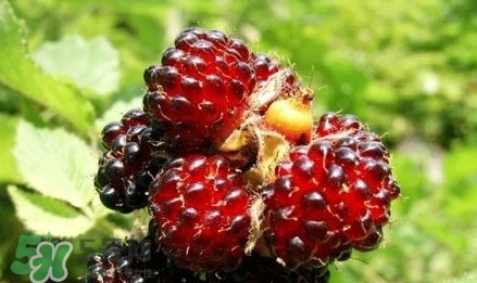 空心泡多少錢一斤2017？空心泡孕婦能吃嗎