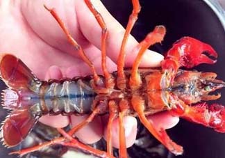野生小龍蝦什么時(shí)候有？野生小龍蝦幾月份有？