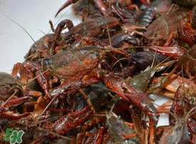 小龍蝦什么時候最好釣？什么時候可以釣小龍蝦？