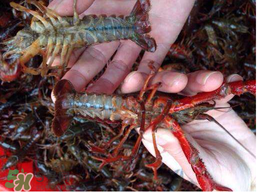 野生小龍蝦能吃嗎？野生小龍蝦吃了會(huì)中毒嗎？