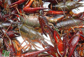 野生小龍蝦怎么抓？野生龍蝦怎么捕捉？