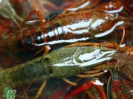 野生小龍蝦怎么抓？野生龍蝦怎么捕捉？