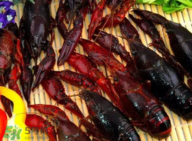 野生小龍蝦怎么抓？野生龍蝦怎么捕捉？