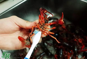 野生小龍蝦什么時(shí)候有？野生小龍蝦幾月份有？