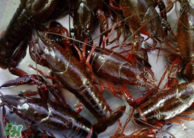 野生小龍蝦什么時(shí)候有？野生小龍蝦幾月份有？