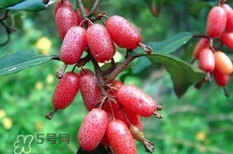 羊奶果怎么吃？羊奶果怎么種