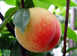 桃子一天可以吃幾個？桃子一天最多吃幾個？