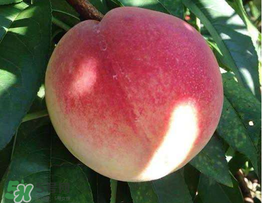 桃子一天可以吃幾個？桃子一天最多吃幾個？