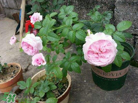 五月份可以種月季嗎？月季五月怎么養(yǎng)？