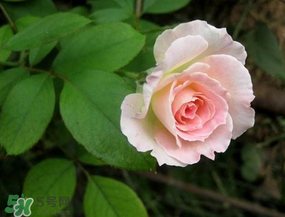 五月份可以種月季嗎？月季五月怎么養(yǎng)？