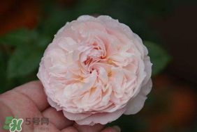 五月份可以種月季嗎？月季五月怎么養(yǎng)？