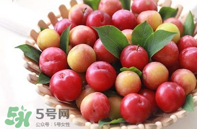 三華李種植幾年可掛果？三華李什么時(shí)候種植