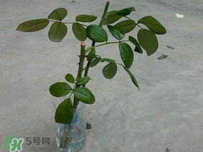 月季5月能插活嗎？月季花五月能插活嗎？