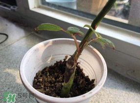 月季5月能插活嗎？月季花五月能插活嗎？