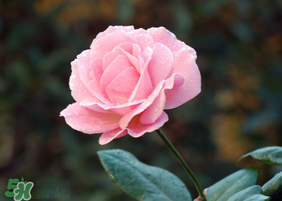 月季花5月扦插當(dāng)年會(huì)開花嗎？月季花的花期