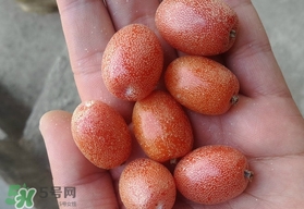 羊奶果是熱性還是涼性？羊奶果的功效與作用