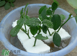 月季花什么時候插最好活？月季花怎么扦插成活率高？