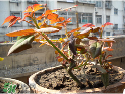 月季花什么時候插最好活？月季花怎么扦插成活率高？