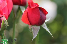 月季從有花苞到開花需要多久？月季花苞到開花要多久？