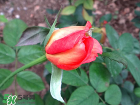 月季從有花苞到開花需要多久？月季花苞到開花要多久？