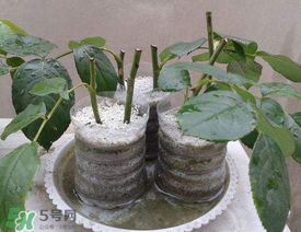 扦插的月季多久會(huì)開花？扦插月季多久可開花？