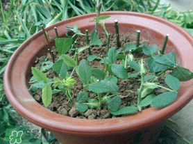 扦插的月季多久會(huì)開花？扦插月季多久可開花？