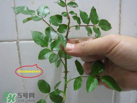 扦插的月季多久會(huì)開花？扦插月季多久可開花？