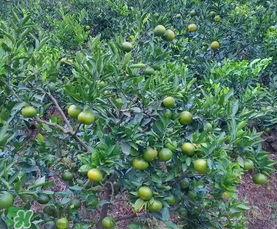 五月份適合種哪些果樹(shù)？五月份種什么水果？