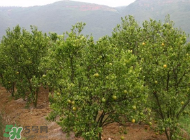 五月份適合種哪些果樹(shù)？五月份種什么水果？