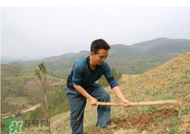 五月份能種樹嗎？五月份種樹能活嗎？