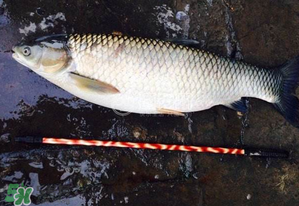 五月份能釣草魚嗎？五月份釣草魚用什么餌料？