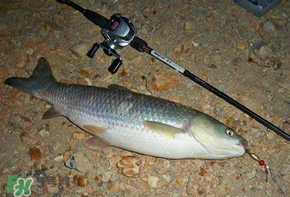 五月份能釣草魚嗎？五月份釣草魚用什么餌料？