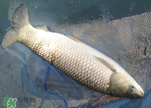 5月份怎么釣草魚？五月份怎么釣草魚？