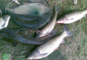 5月份怎么釣草魚？五月份怎么釣草魚？