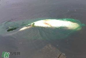 5月份怎么釣草魚？五月份怎么釣草魚？