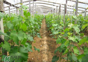 葡萄五月份打什么藥？五月份葡萄打什么藥？