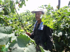 葡萄五月份打什么藥？五月份葡萄打什么藥？