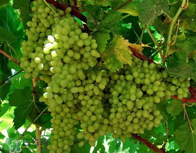 葡萄五月份打什么藥？五月份葡萄打什么藥？