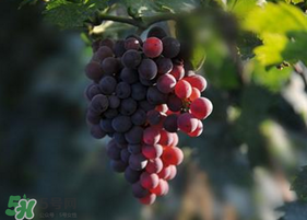 五月份有葡萄嗎？五月份的葡萄可以吃嗎？