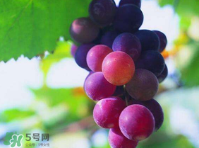 五月份有葡萄嗎？五月份的葡萄可以吃嗎？
