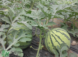 五月份可以種西瓜嗎？五月份怎么種西瓜？