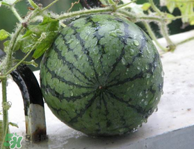 五月份可以種西瓜嗎？五月份怎么種西瓜？