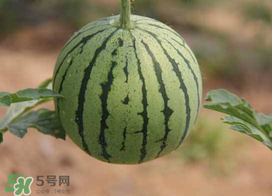 五月份可以種西瓜嗎？五月份怎么種西瓜？
