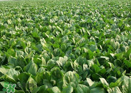 ?五月份能種菠菜嗎？5月份可以種菠菜嗎？