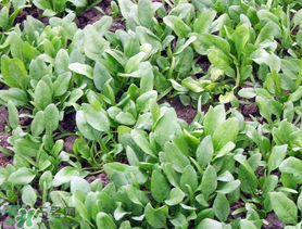 ?五月份能種菠菜嗎？5月份可以種菠菜嗎？