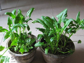 ?五月份能種菠菜嗎？5月份可以種菠菜嗎？