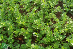 5月份能種香菜嗎？五月份能種香菜嗎？