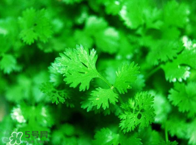 5月份能種香菜嗎？五月份能種香菜嗎？